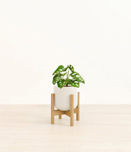 Load image into Gallery viewer, Cotton White stand:bamboo
