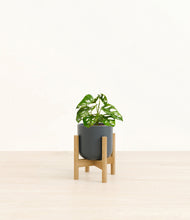 Load image into Gallery viewer, Iron Gray stand:bamboo

