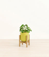 Load image into Gallery viewer, Key Lime Yellow stand:bamboo
