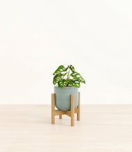Load image into Gallery viewer, Reactive Aqua stand:bamboo
