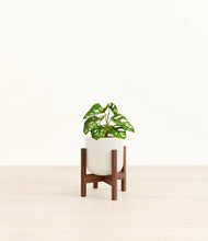 Load image into Gallery viewer, Cotton White stand:walnut
