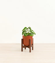Load image into Gallery viewer, Glossy Red stand:walnut
