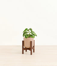 Load image into Gallery viewer, Glossy Pink stand:walnut
