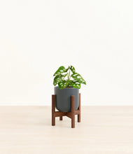 Load image into Gallery viewer, Iron Gray stand:walnut
