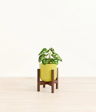 Load image into Gallery viewer, Key Lime Yellow stand:walnut
