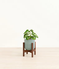 Load image into Gallery viewer, Reactive Aqua stand:walnut
