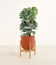Lade das Bild in den Galerie-Viewer, Earth Red stand:light
