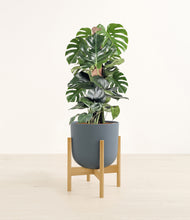 Lade das Bild in den Galerie-Viewer, Iron Gray stand:light
