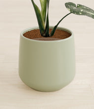 Load image into Gallery viewer, Turquoise stand:all
