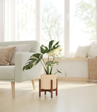 Load image into Gallery viewer, Cream stand:walnut
