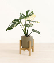 Load image into Gallery viewer, Olive stand:bamboo
