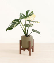 Load image into Gallery viewer, Olive stand:walnut
