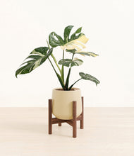 Load image into Gallery viewer, Almond Green stand:walnut
