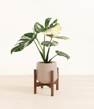 Load image into Gallery viewer, Eternal Gray stand:walnut

