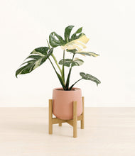 Load image into Gallery viewer, Calm Rose stand:bamboo
