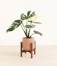 Load image into Gallery viewer, Calm Rose stand:walnut
