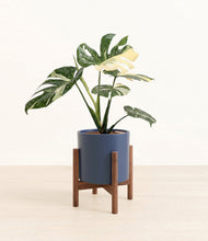Load image into Gallery viewer, Deep Navy stand:walnut
