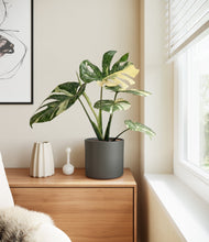 Load image into Gallery viewer, Dark Olive
