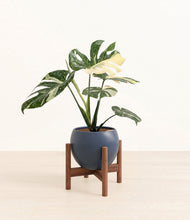 Load image into Gallery viewer, Deep Navy stand:walnut

