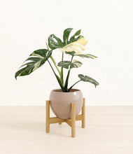Load image into Gallery viewer, Desert Brown stand:bamboo
