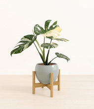 Load image into Gallery viewer, Deep Ocean stand:bamboo

