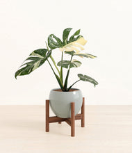 Load image into Gallery viewer, Deep Ocean stand:walnut
