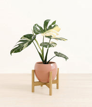 Load image into Gallery viewer, Calm Rose stand:bamboo
