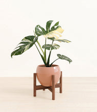 Load image into Gallery viewer, Calm Rose stand:walnut

