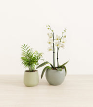 Load image into Gallery viewer, Evergreen*****Profile

