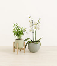 Load image into Gallery viewer, Evergreen stand:one_stand
