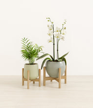 Load image into Gallery viewer, Evergreen stand:two_stands
