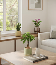 Load image into Gallery viewer, Earthy stand:one_stand
