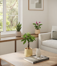 Load image into Gallery viewer, Sandy
