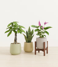 Load image into Gallery viewer, Earthy stand:one_stand
