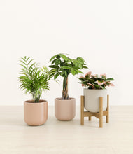 Load image into Gallery viewer, Peach Blossom stand:one_stand
