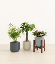 Load image into Gallery viewer, Pebble Shore stand:one_stand
