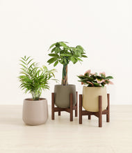 Load image into Gallery viewer, Woodland stand:two_stands
