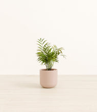 Load image into Gallery viewer, Sandy Pink*****Profile
