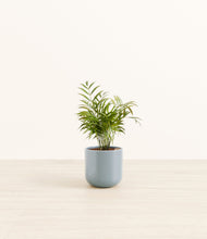 Load image into Gallery viewer, Misty Blue*****Profile
