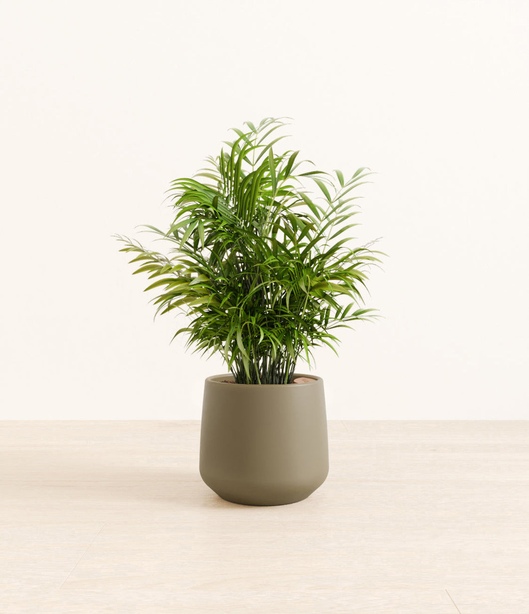 Olive*****Profile