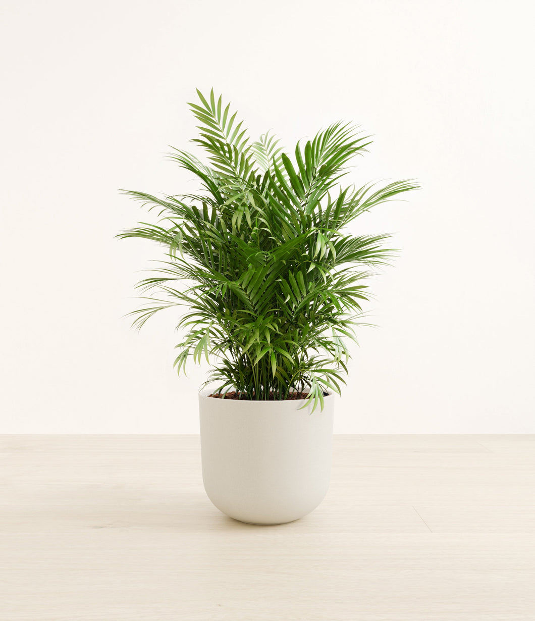 Natural Bamboo*****Profile