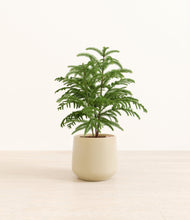 Load image into Gallery viewer, Almond Green*****Profile
