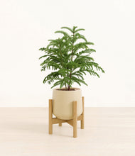 Load image into Gallery viewer, Almond Green stand:bamboo
