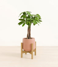 Load image into Gallery viewer, Calm Rose stand:bamboo
