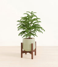 Load image into Gallery viewer, Turquoise stand:walnut

