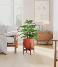 Load image into Gallery viewer, Earth Red stand:walnut
