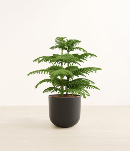 Stone Black*****Profile