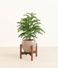 Load image into Gallery viewer, Desert Brown stand:walnut
