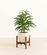 Load image into Gallery viewer, Shiny EggWhite stand:walnut
