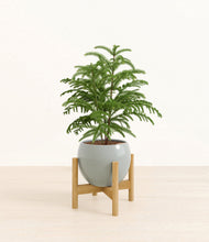 Load image into Gallery viewer, Deep Ocean stand:bamboo
